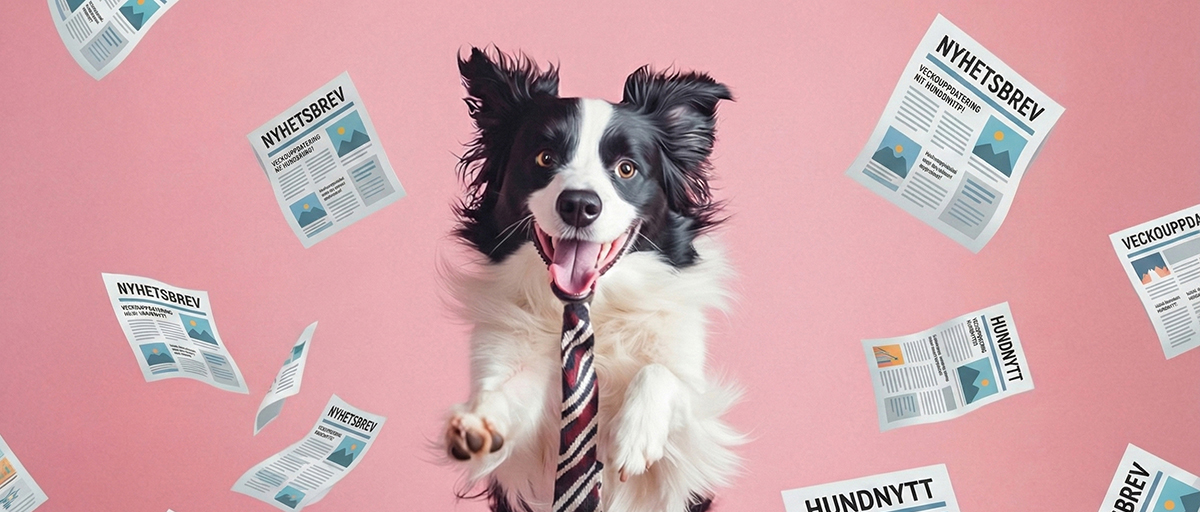 Prova Palomas verktyg för nyhetsbrev